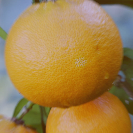 Liposomal Vitamin C Video 